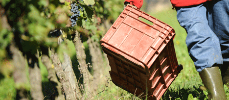 Les vendanges : un job à l'air libre - Devenir vendangeur 