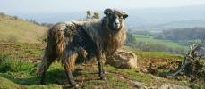 Devenez gardien de troupeau de moutons sur une île écossaise